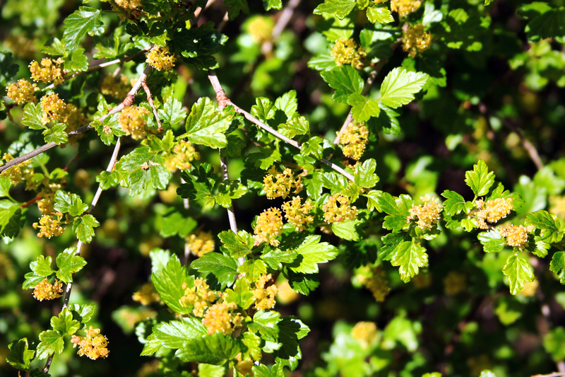 Native Alpine Currant Alpine Currant | Sabados Greenhouse